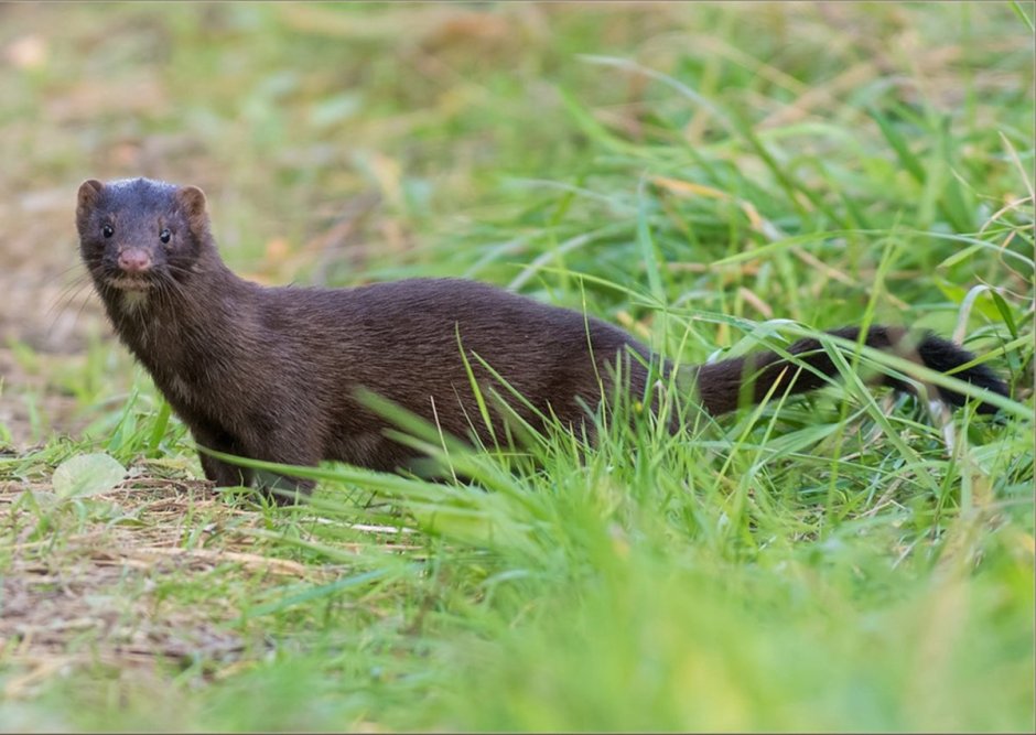 Американская норка (Mustela Vison)