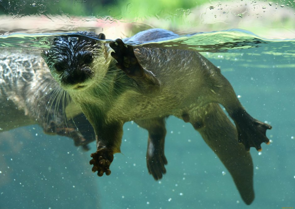 Калан морская выдра под водой