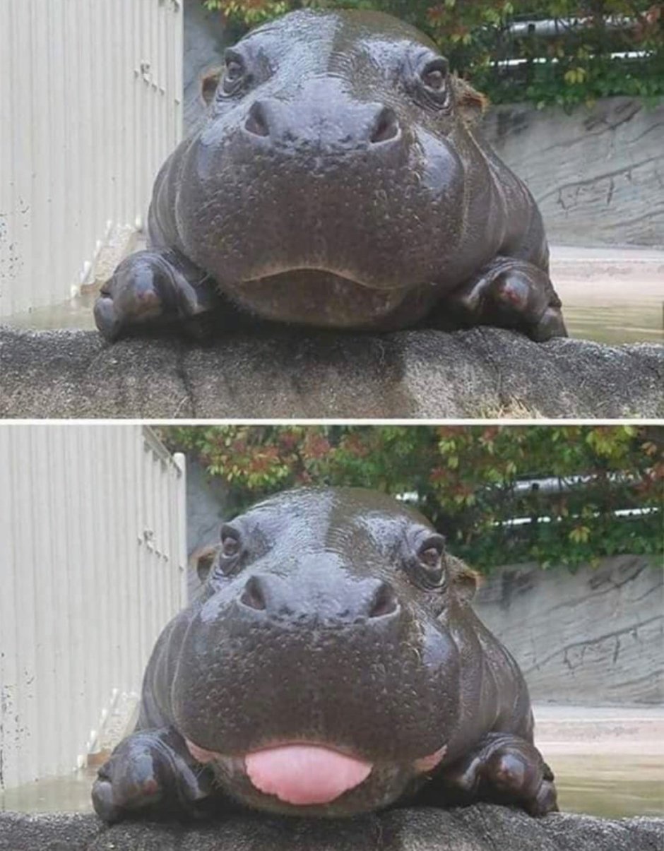 Hippo meme Generator