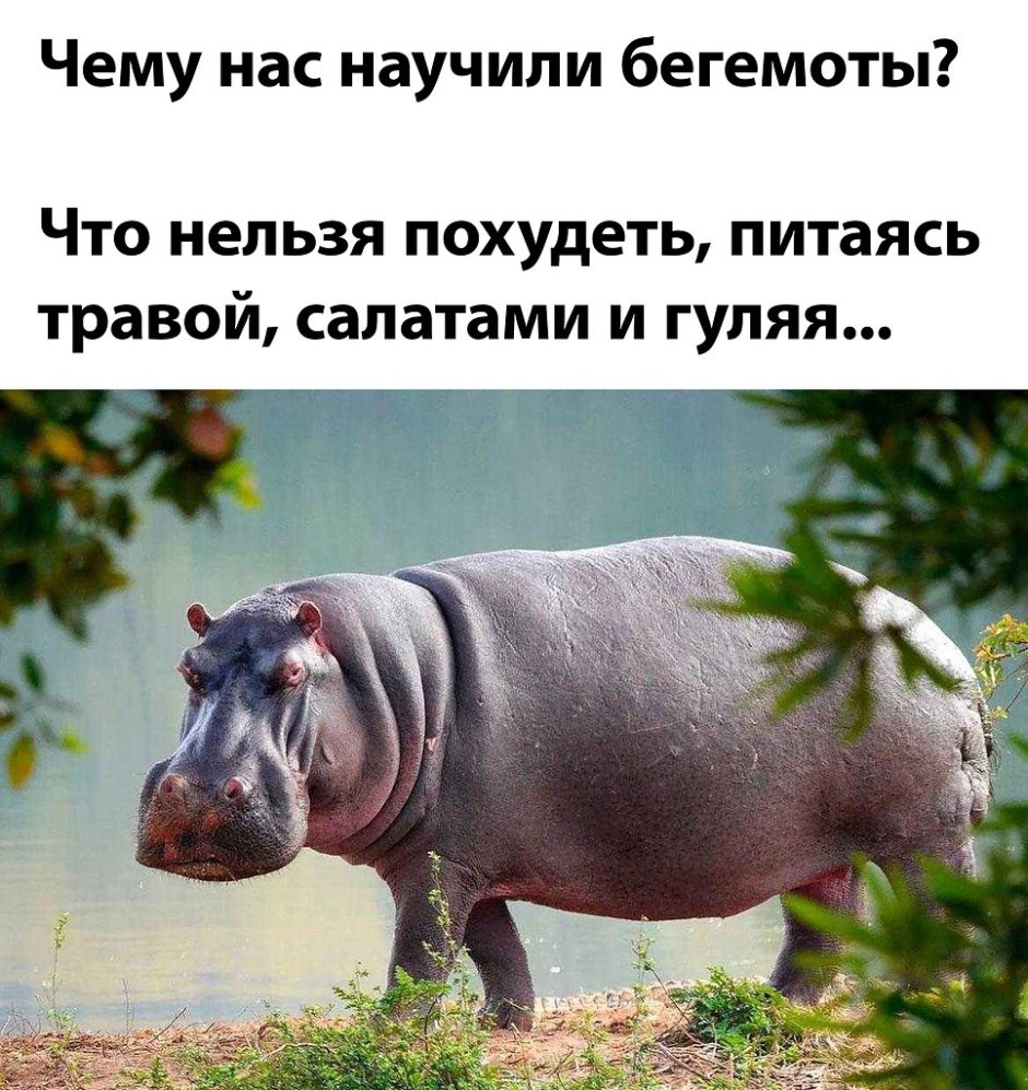 Чему нас научили Бегемоты картинка