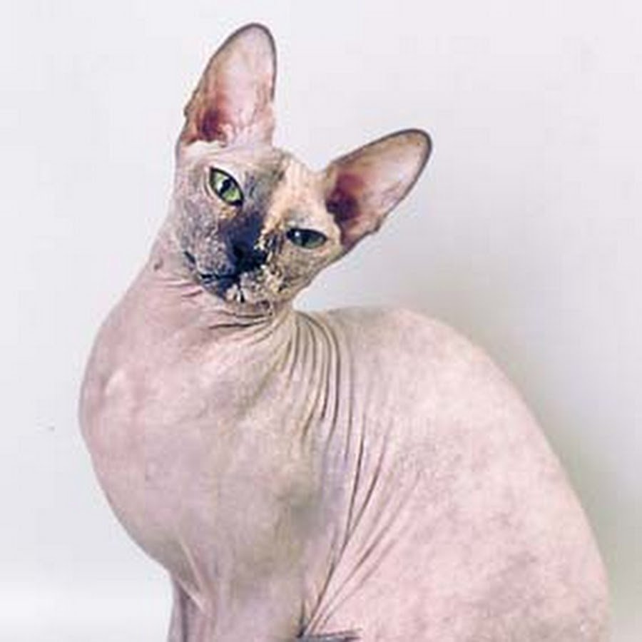 Донской сфинкс окрас поинт