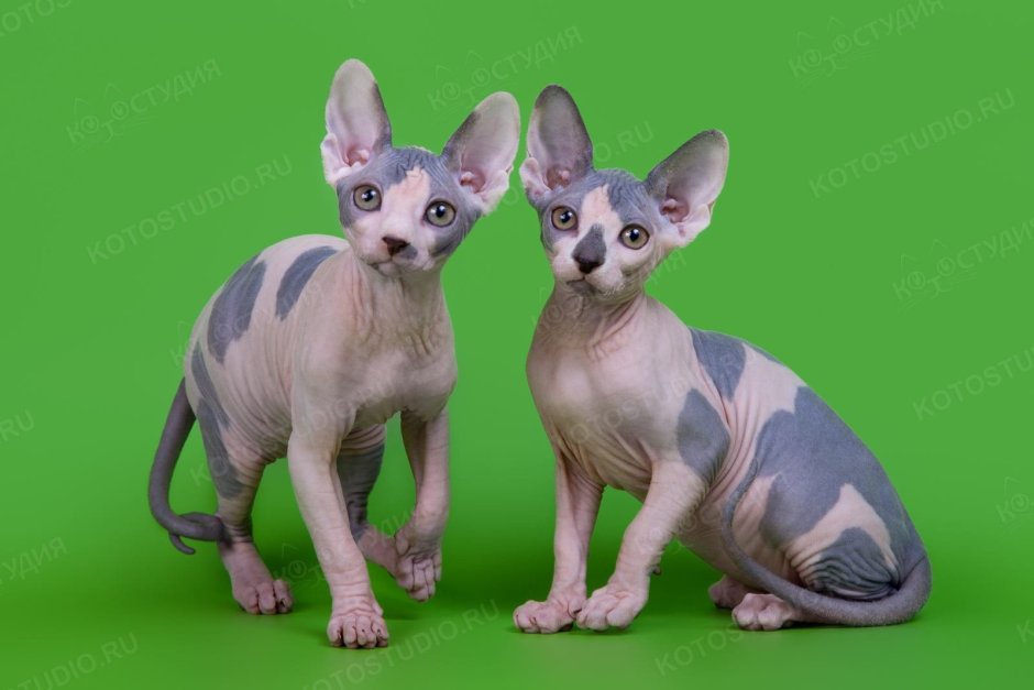 Сфинкс окрас Арлекин