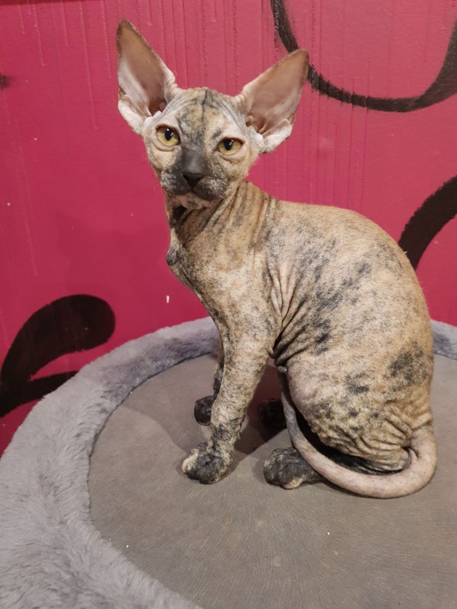 Канадский сфинкс черепаховый окрас