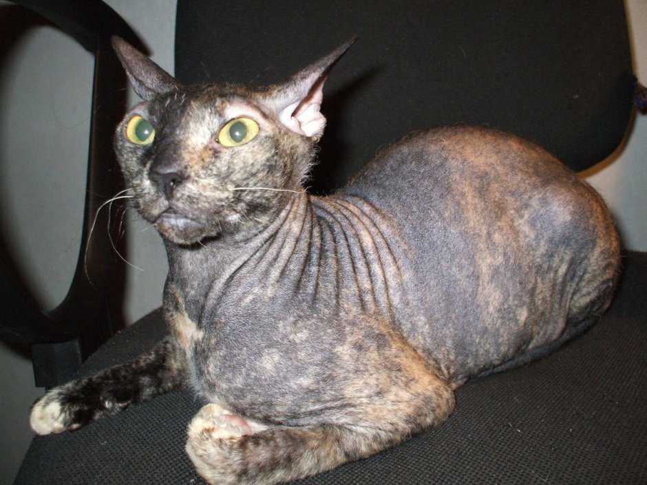 Донской сфинкс браш велюр