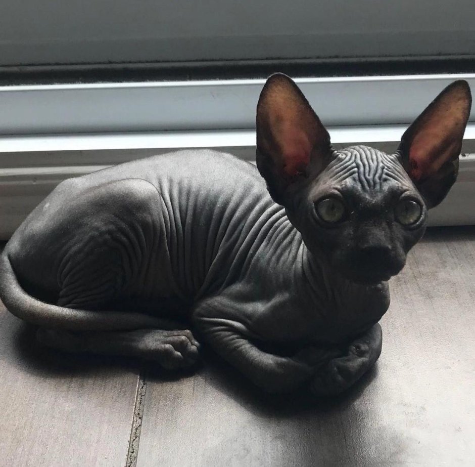 Донской сфинкс