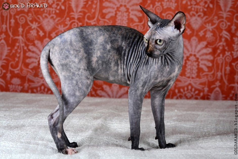 Черепаховый сфинкс