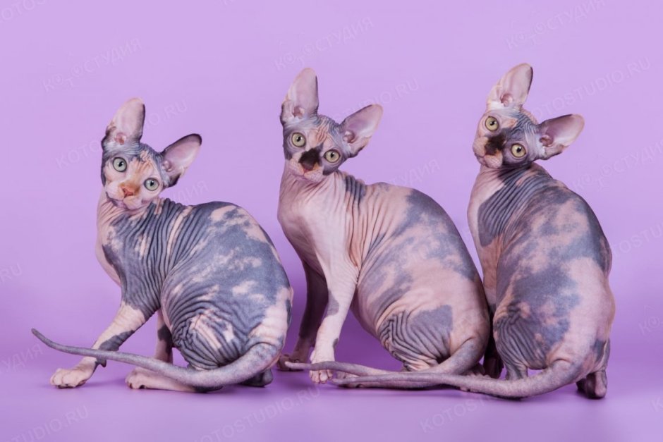 Канадский сфинкс котята
