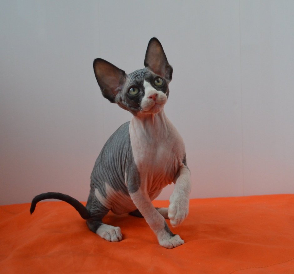 Канадский сфинкс черепаховый