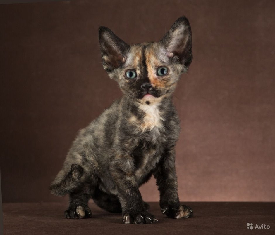 Петерболд черепаховый окрас