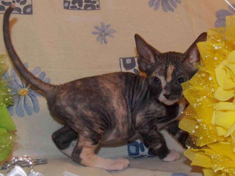 Донской сфинкс черепаховый Арлекин