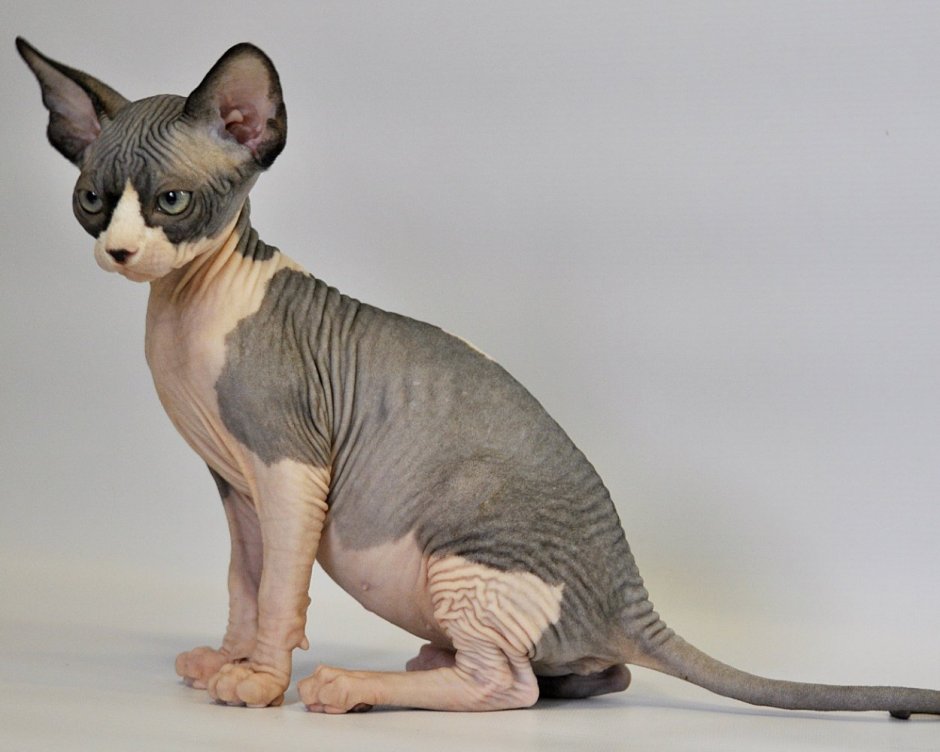 Сфинкс канадский биколор трёхцветная