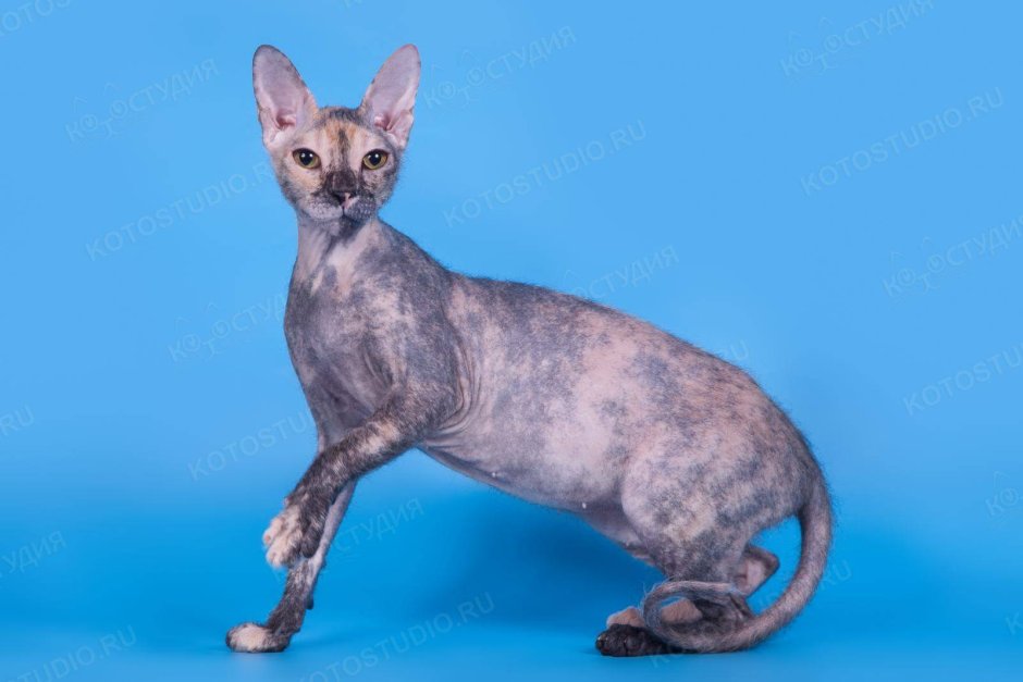 Донской сфинкс черепаховый окрас