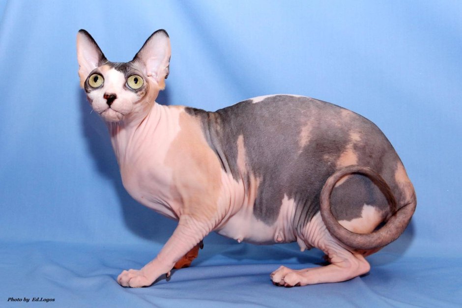 Канадский сфинкс биколор