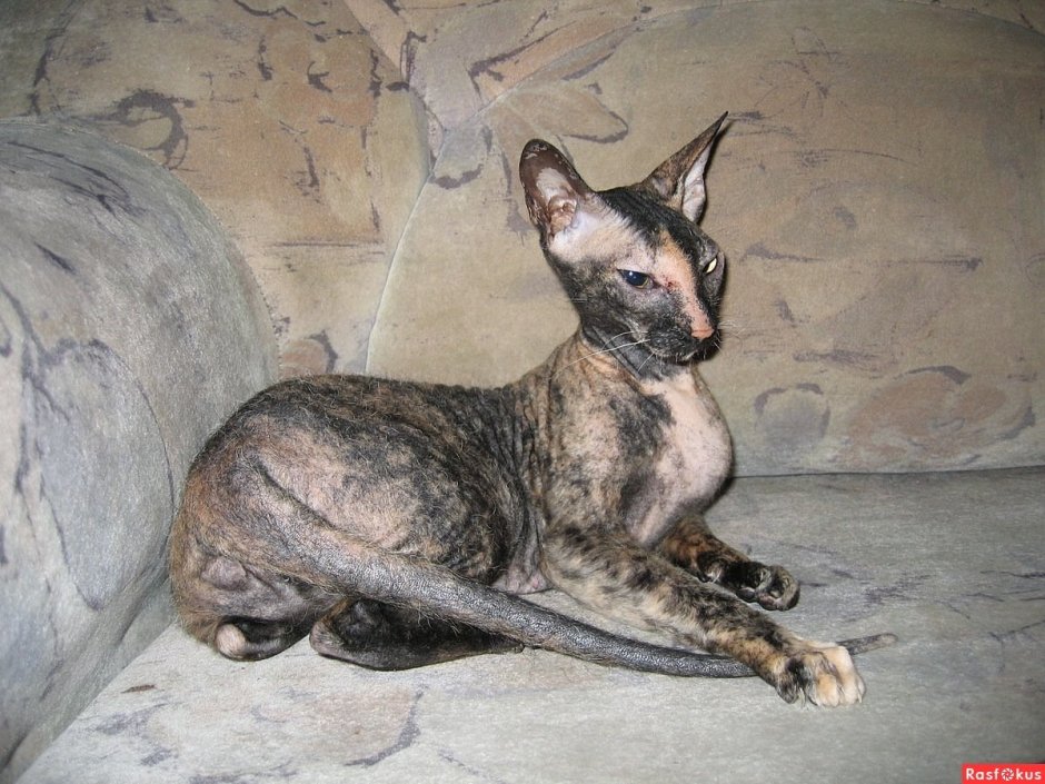 Донской сфинкс велюр черепаховый