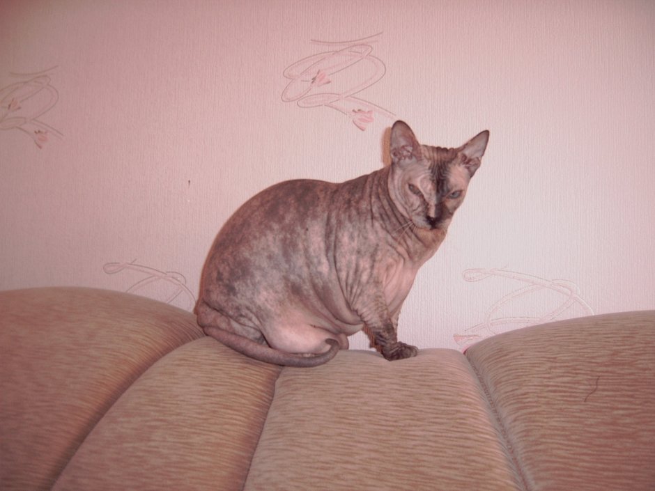 Мраморный сфинкс табби