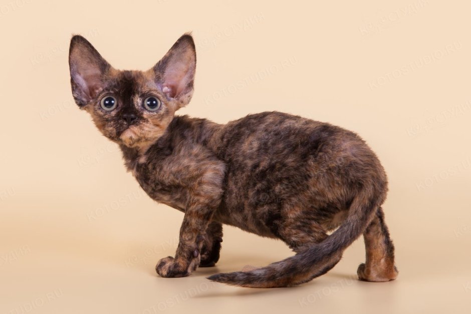 Девон рекс кошка