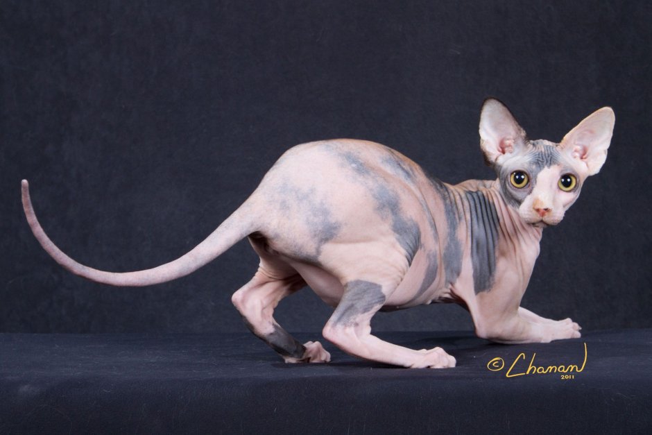 Сфинкс Калико