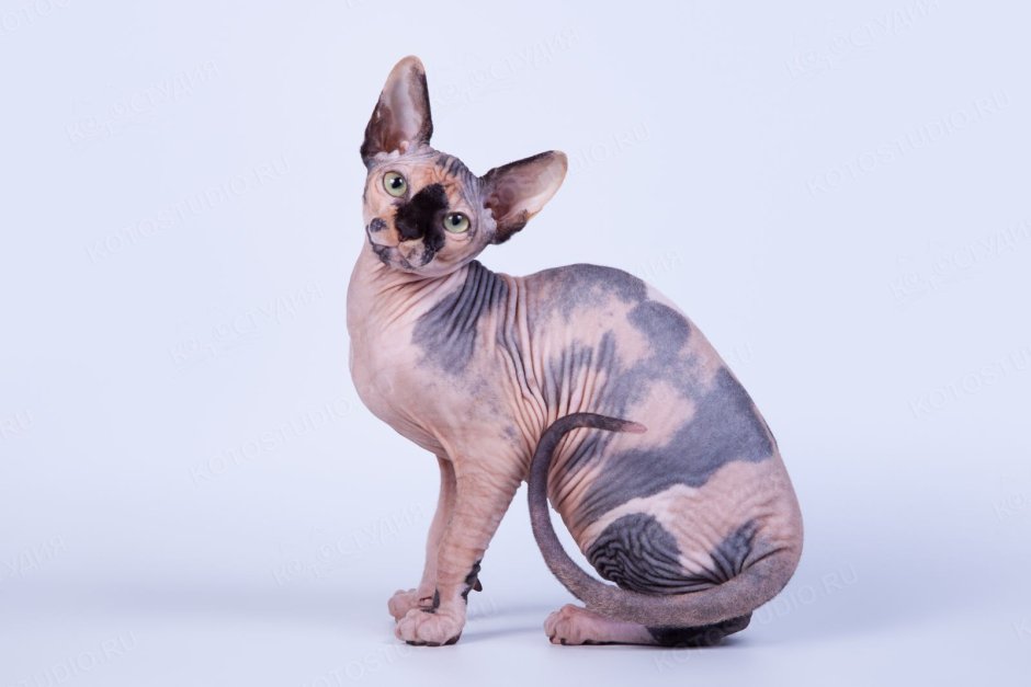 Канадский сфинкс трехцветный