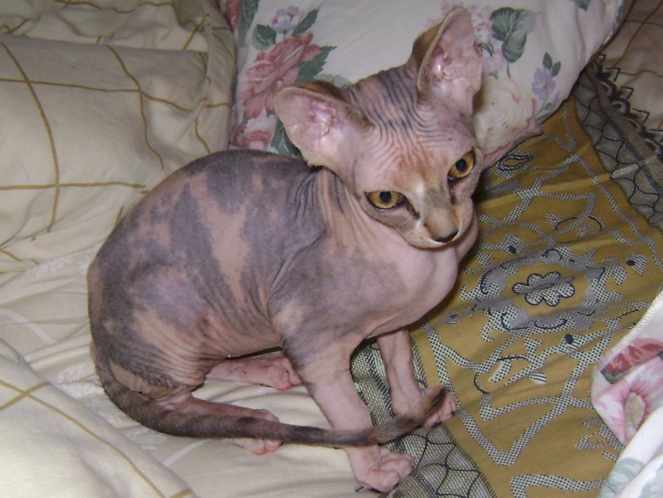Канадский сфинкс цвет черепаховый