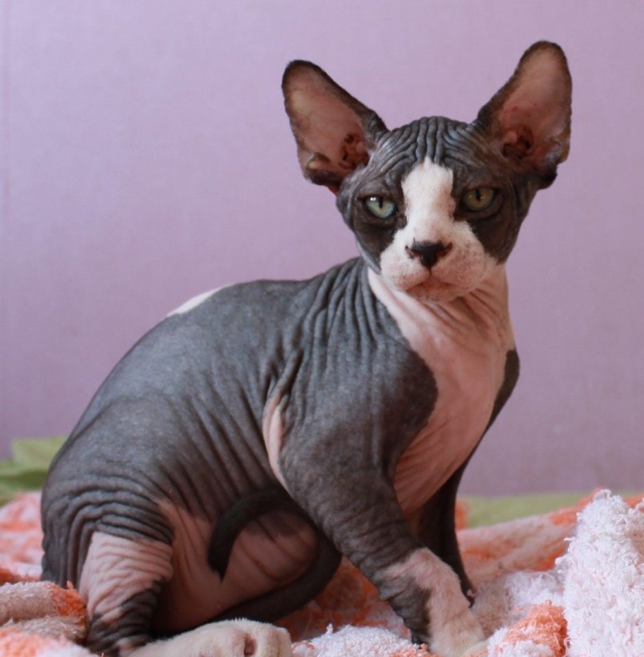 Канадский сфинкс черный биколор