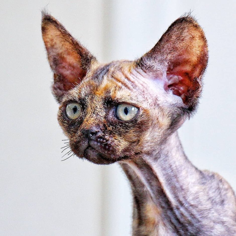 Американский Девон рекс