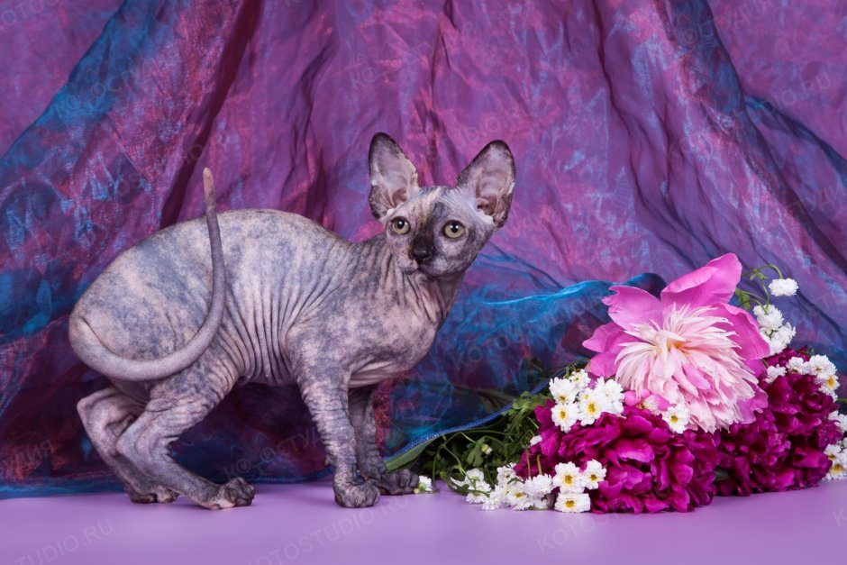 Светлана Наумова сфинкс с котятами