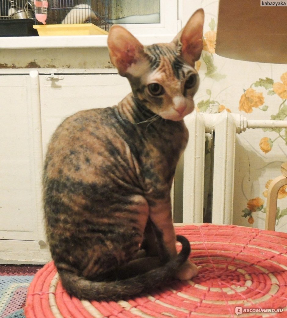 Донской сфинкс велюровый браш