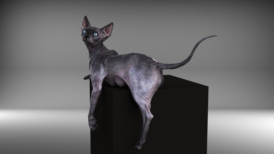 Обои сфинкс канадский черный