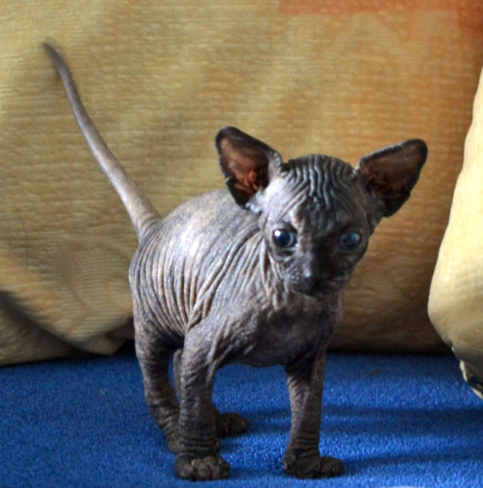 Голубой табби сфинкс