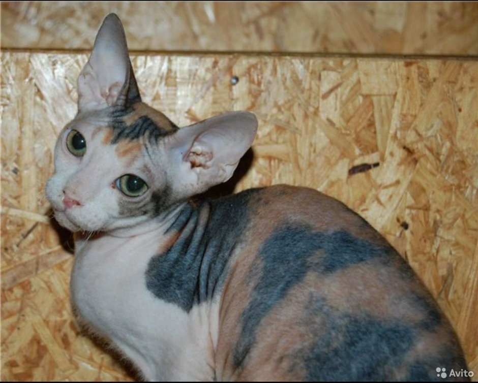 Донской сфинкс трехцветный