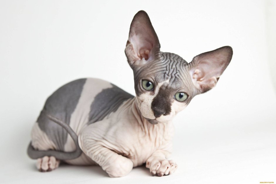 Сфинкс канадский велюровый