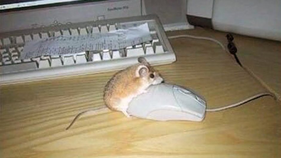 Мышь с компьютерной мышью