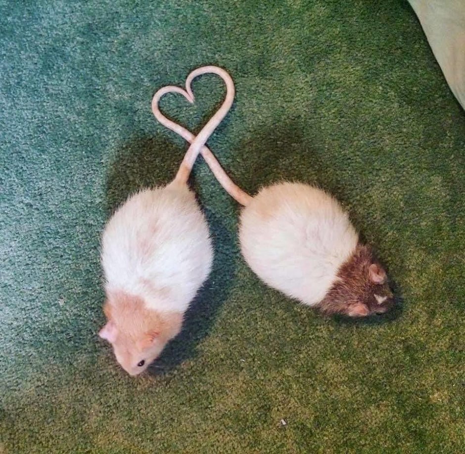 Сердечко из крыс
