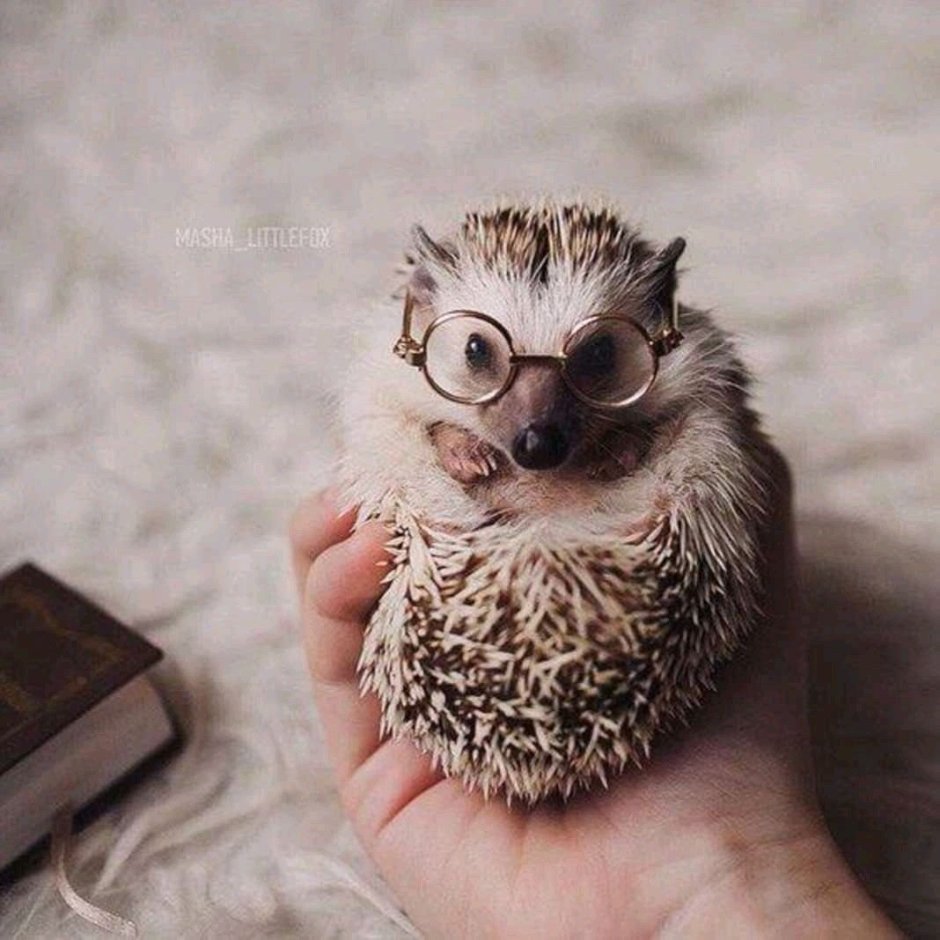 Ежик в очках