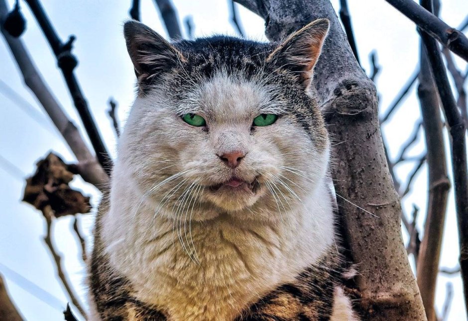 Дворовый кот
