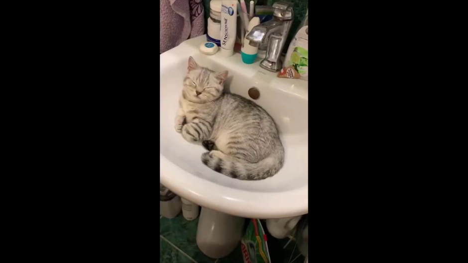 Кот на желтом фоне