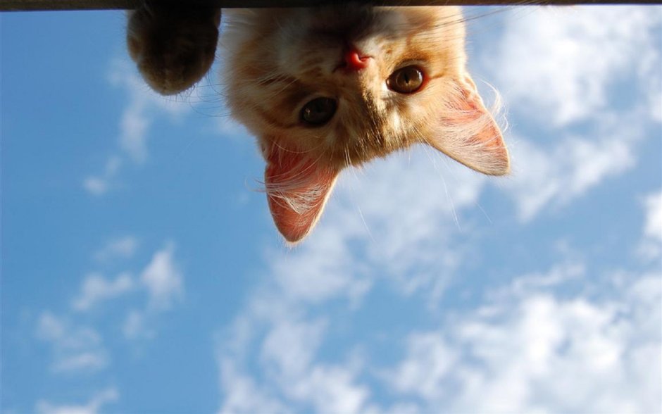 Кот заглядывает