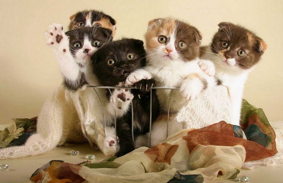 Котенок в гамаке