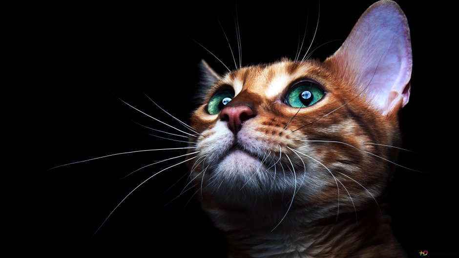 Смешные животные коты