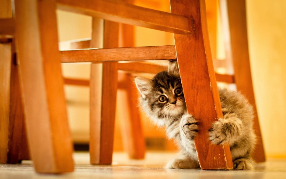 Кот под столом