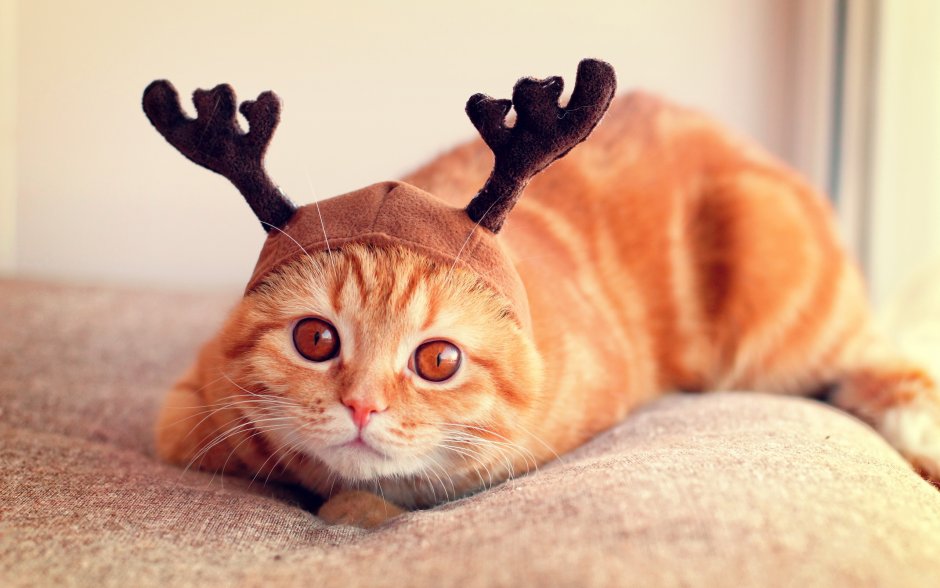 Няшные котики