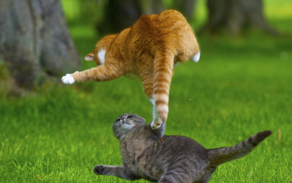 Коты дерутся