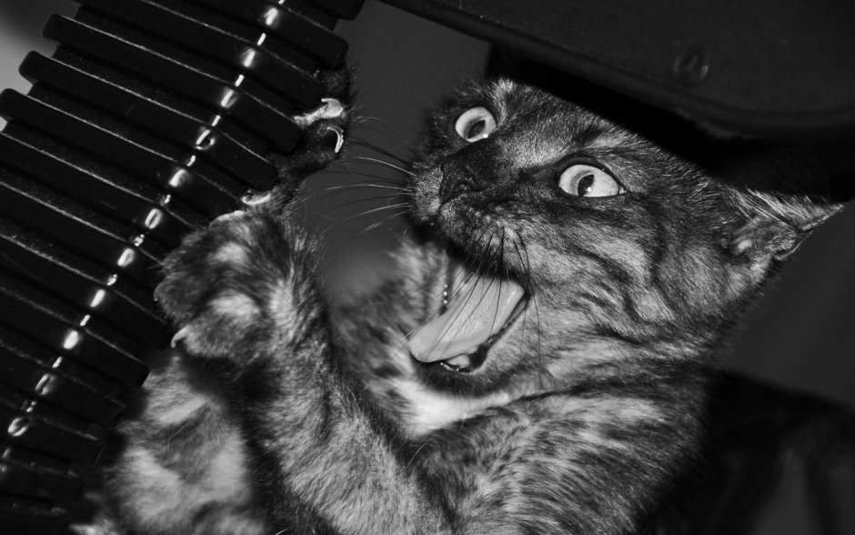 Смешные коты
