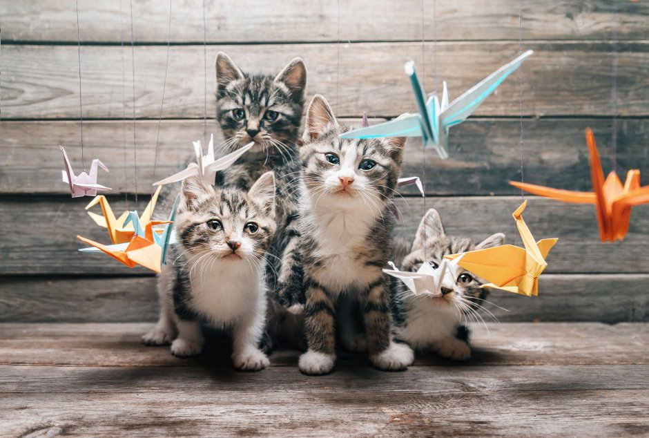 Классные котята