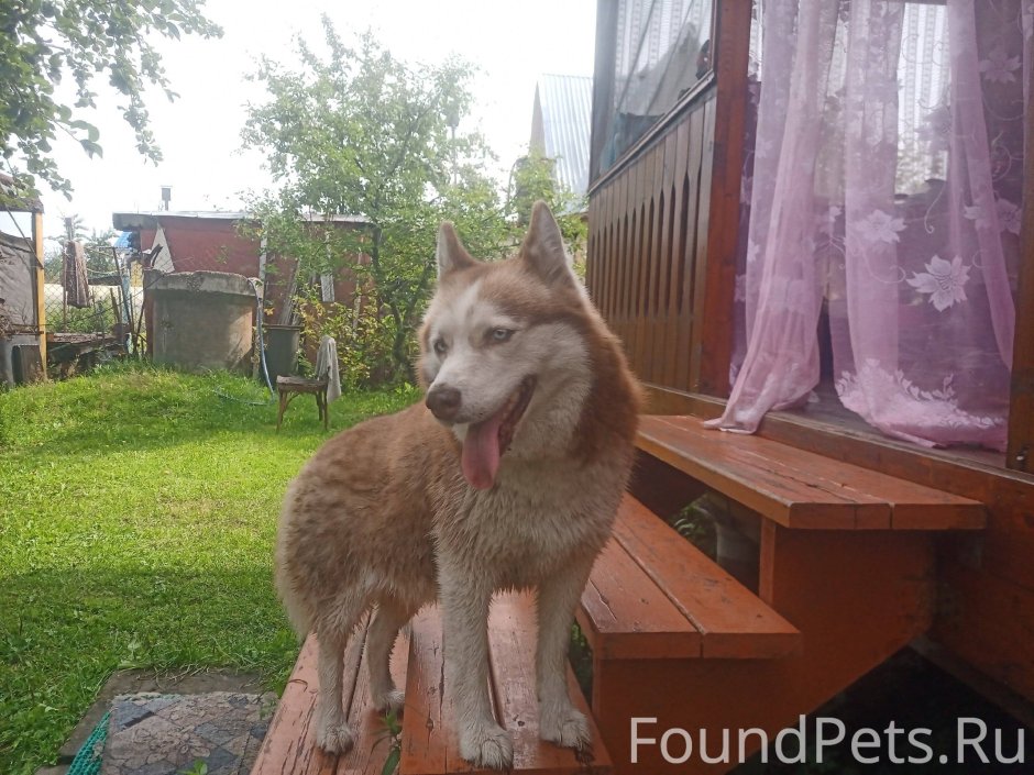 Сфинкс альбинос