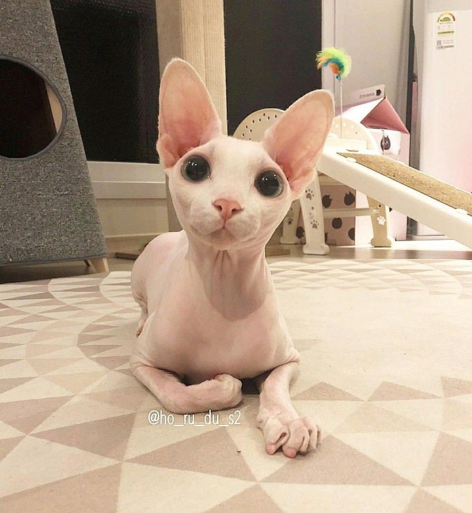 Милота со сфинксами