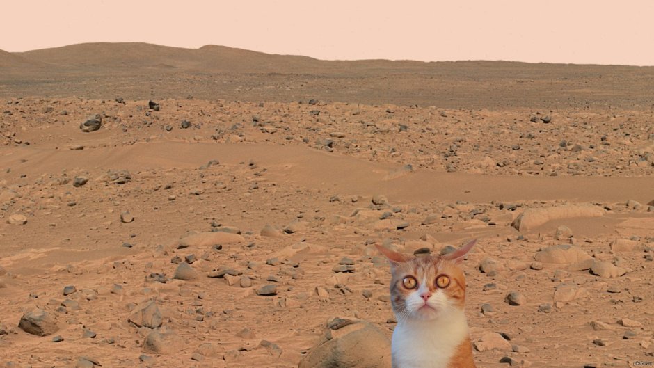 Кот Марс