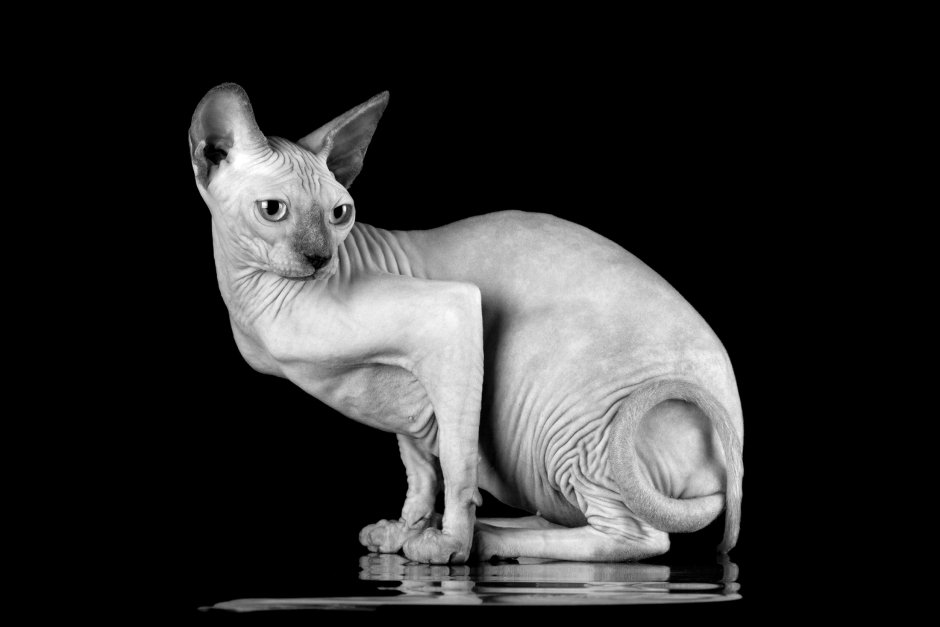 Кот сфинкс