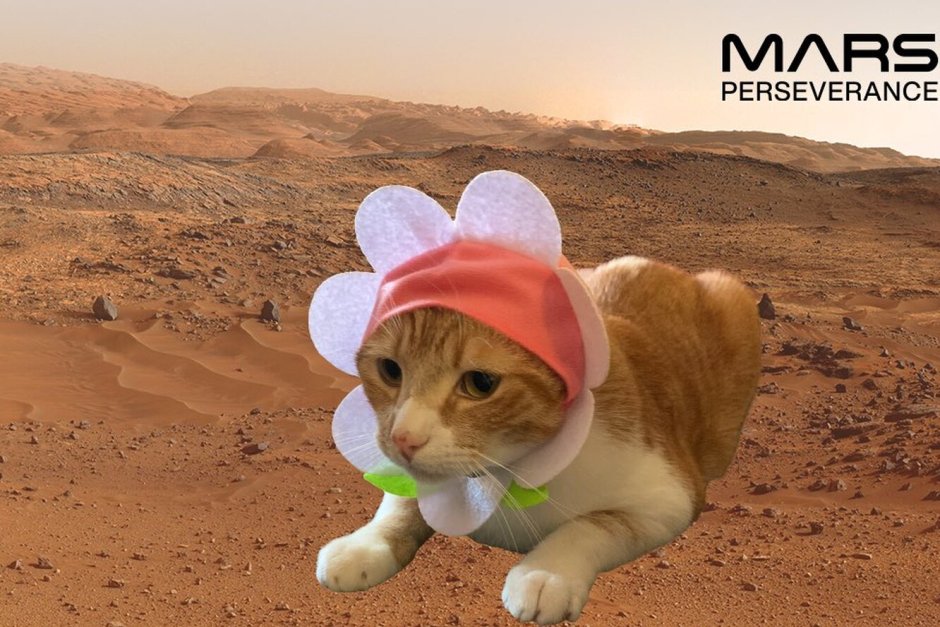 Марсианский кот