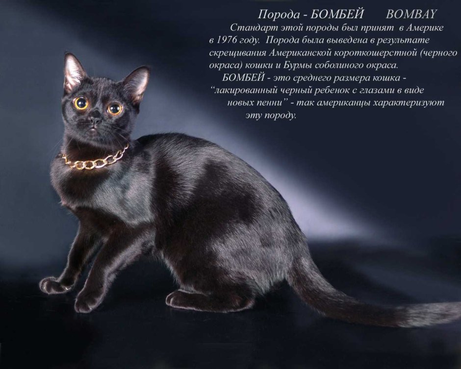 Бомбейский Ориентал порода кошек